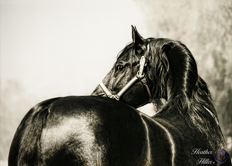Andalusian stallion: Genio III