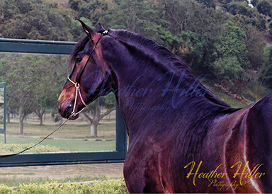 Andalusian stallion: Almirante