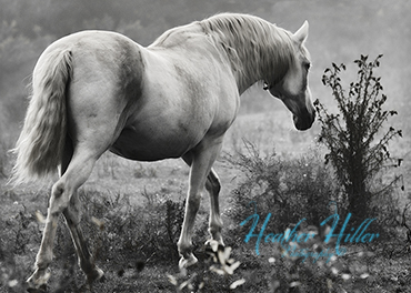 horse photography